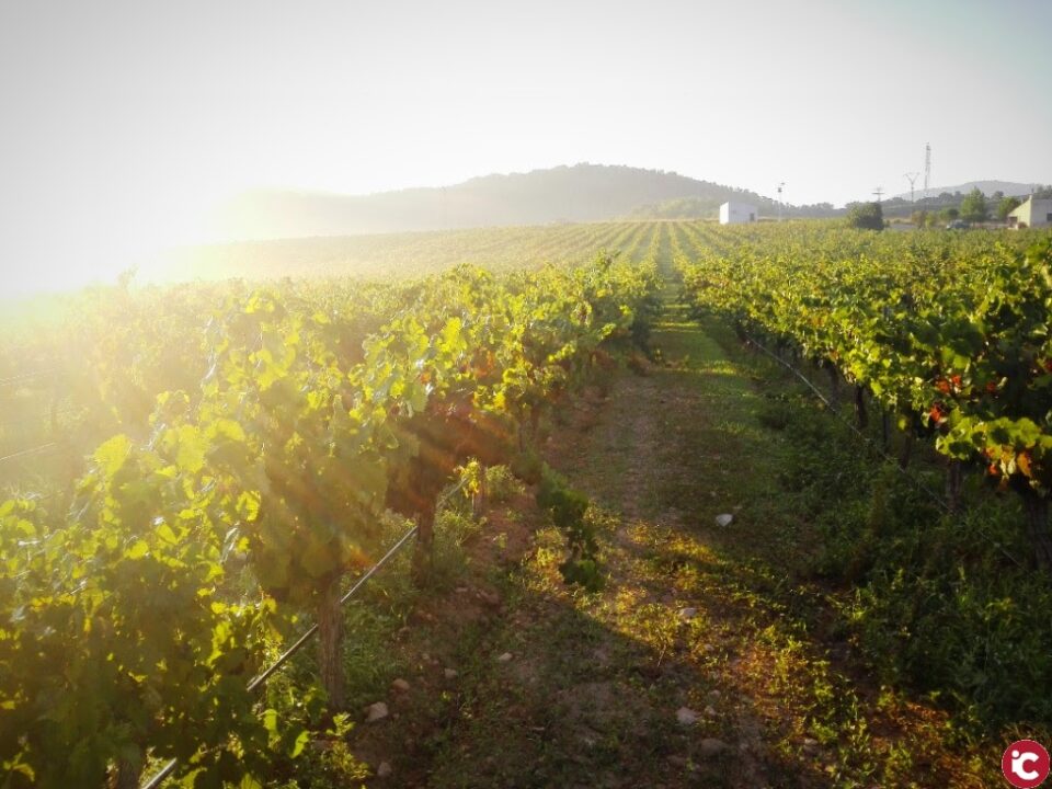 DOP Alicante arranca una nueva vendimia