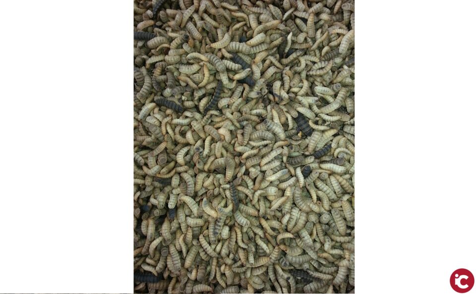 Una firma d'inversió compromet 16 milions d'euros per a l'EBT de la Universitat d'Alacant BioFlyTech