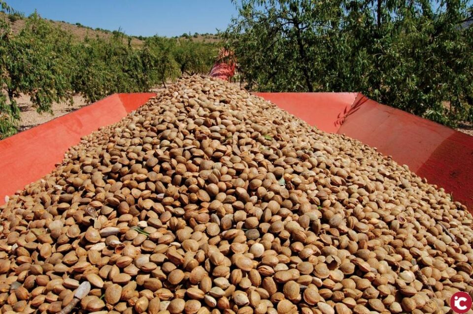 Ya ha dado comienzo la campaña de la almendra en la Cooperativa de Petrer