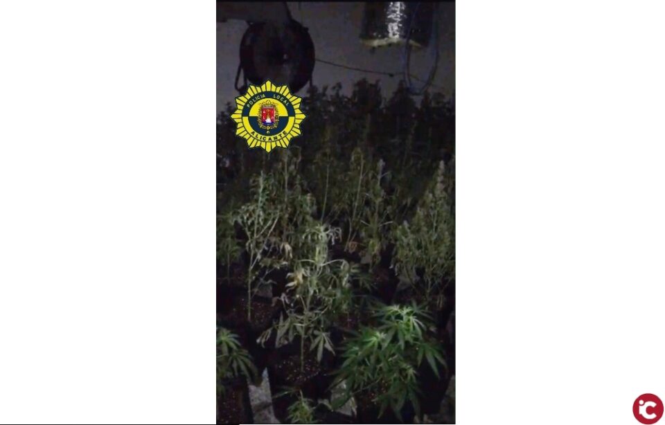 La Policía Local de Alicante localiza una plantación de marihuana en una vivienda ocupada en la zona norte