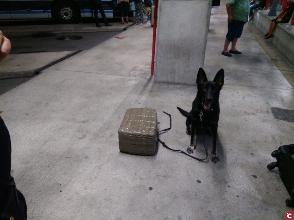 La Unidad Canina de la Policía Local de Alicante decomisa un alijo de 31 Kilos de hachís que era transportado dentro de una maleta en el autobús procedente de Algeciras