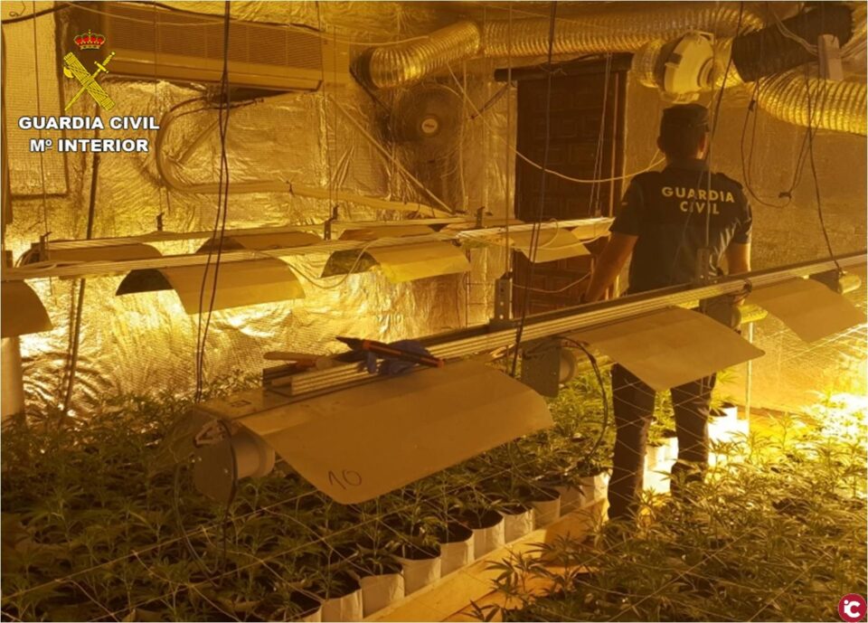 La Guardia Civil desmantela un cultivo con 1.300 plantas de marihuana en Monóvar