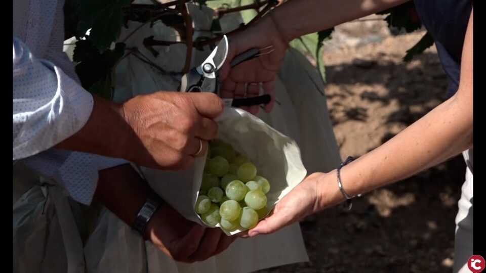 Conocemos en directo el proceso de recogida y envasado de la Uva Embolsada con Denominación de Origen del Vinalopó