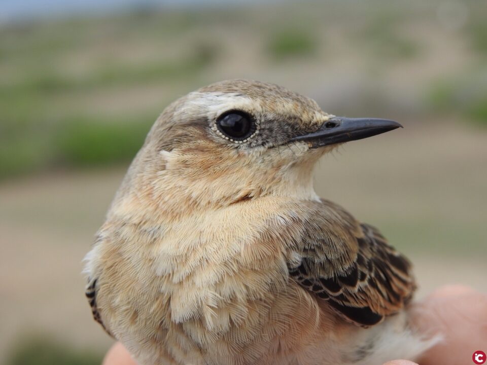 La Universitat d'Alacant se suma a la celebració del Dia dels Ocells a l'illa de Tabarca