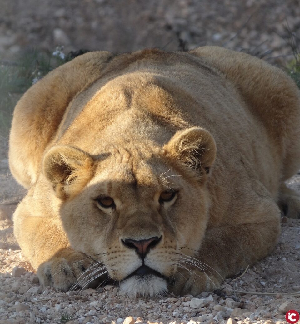 Dos leones