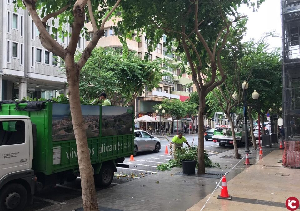 El Ayuntamiento procede a la poda de los árboles de la Rambla de Méndez Núñez para despejar las farolas y mejorar la luminosidad