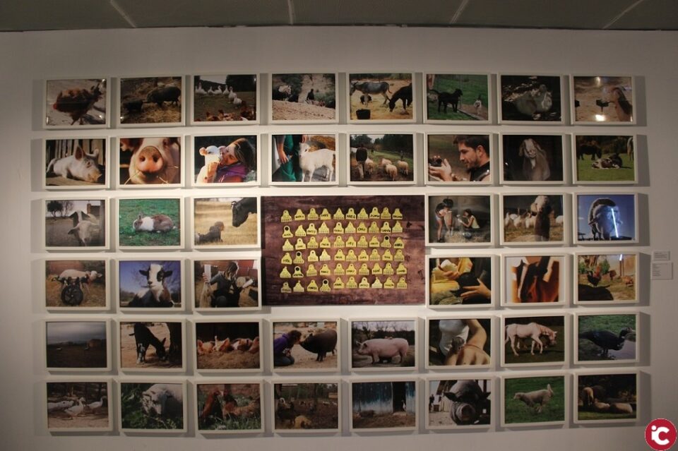 Alicante Capital Animal desembarca en Las Cigarreras con más de 300 obras contra el maltrato animal