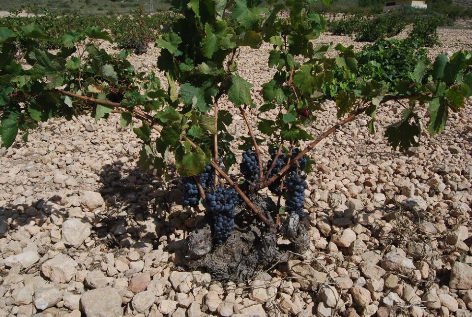 Curso gratuito de especialización en viñedo ecológico