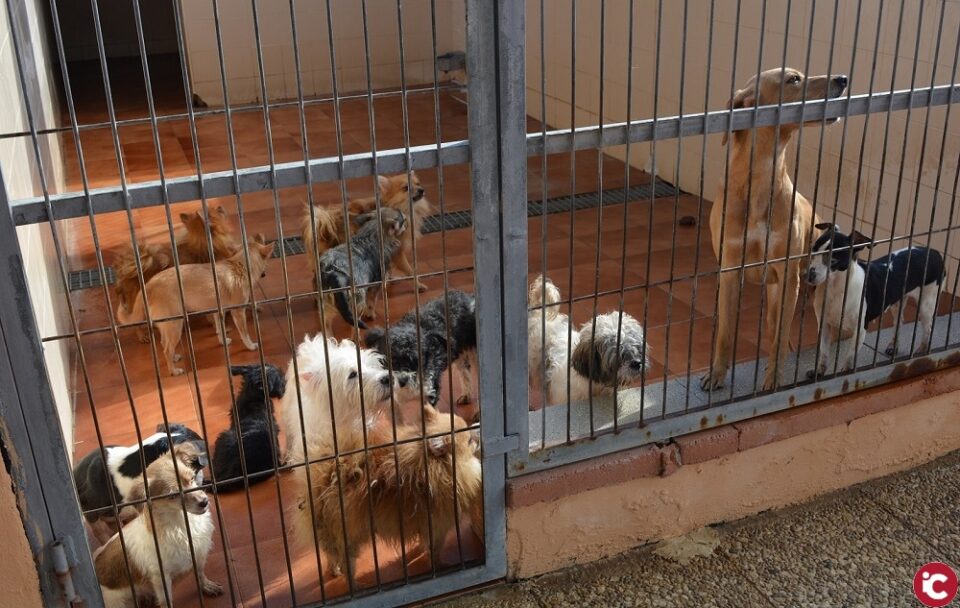La concejalía de Protección animal coordina con diferentes asociaciones la acogida de los 56 perros rescatados