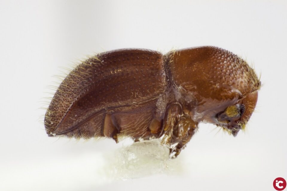 Investigadors de la UA s'uneixen a la lluita contra dues espècies exòtiques d'escarabat que envaeixen zones de l'àrea mediterrània