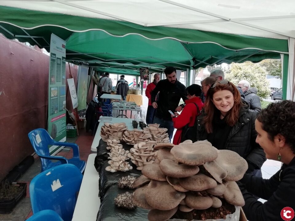 500 personas participan y disfrutan en la I Feria Micológica de Ibi