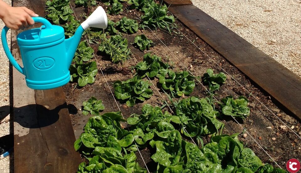 Los proyectos TEI y ECOESCUELA del Colegio Pintor Sorolla de Elda unidos por el Huerto Escolar