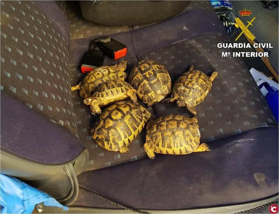 La Guardia Civil de Alicante investiga a 9 personas por comercio ilegal de especies protegidas a través de internet
