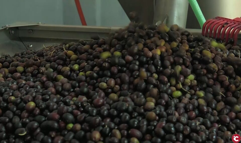 Visita a la Cooperativa Agrícola de Petrer