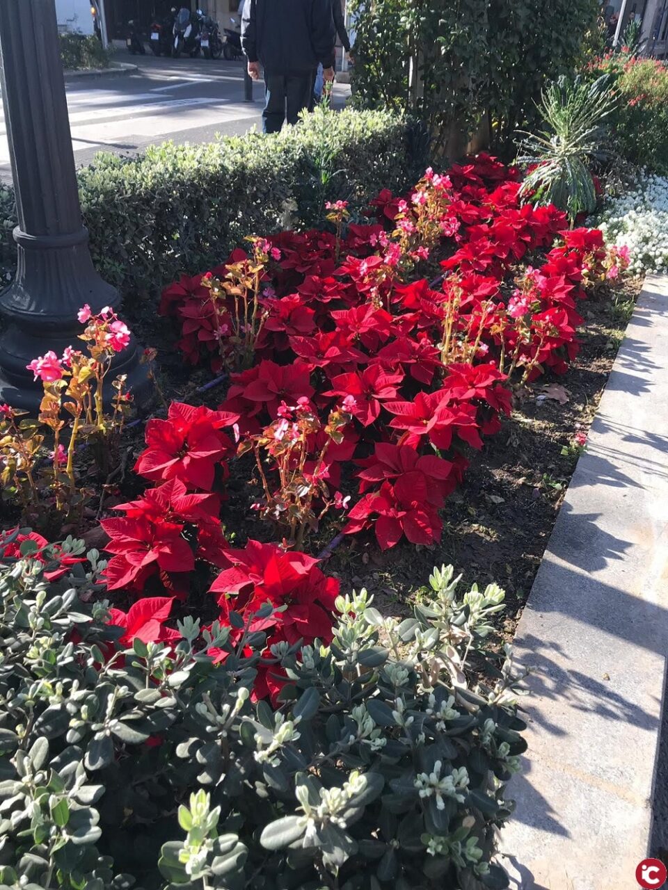 El Ayuntamiento planta más de 4.500 flores de Pascual en los jardines de Alicante para colorear la Navidad