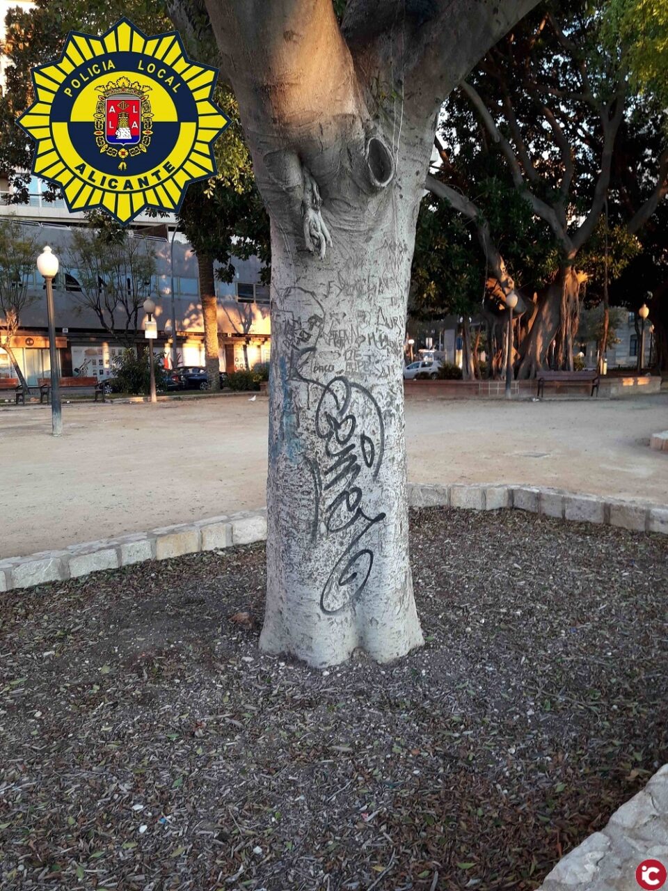 La Policía Local de Alicante localiza al grafitero que ha pintado el tronco del ficus centenario del parque de Canalejas