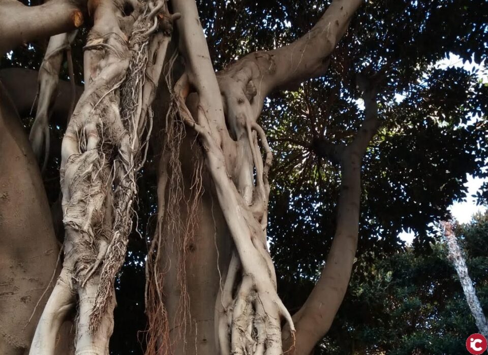 Puesta en valor de 36 ficus monumentales de Alicante con la instalación de paneles explicativos en seis zonas arboladas