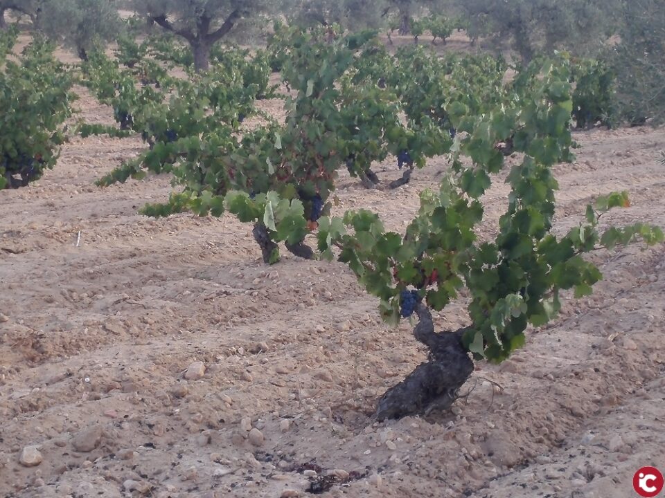 Identificación y recuperación de variedades en la DOP Alicante