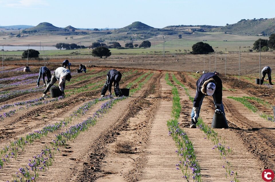 'Univers del sabor arriba al MUA amb una mostra dedicada a les espècies