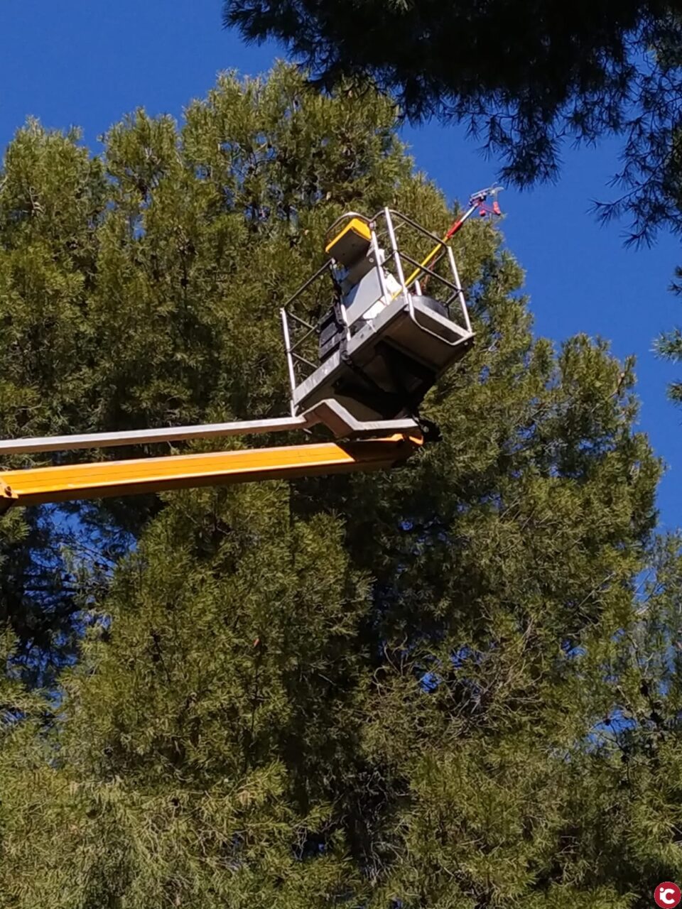 El Ayuntamiento de Elda intensifica la campaña de retirada de bolsones de procesionaria