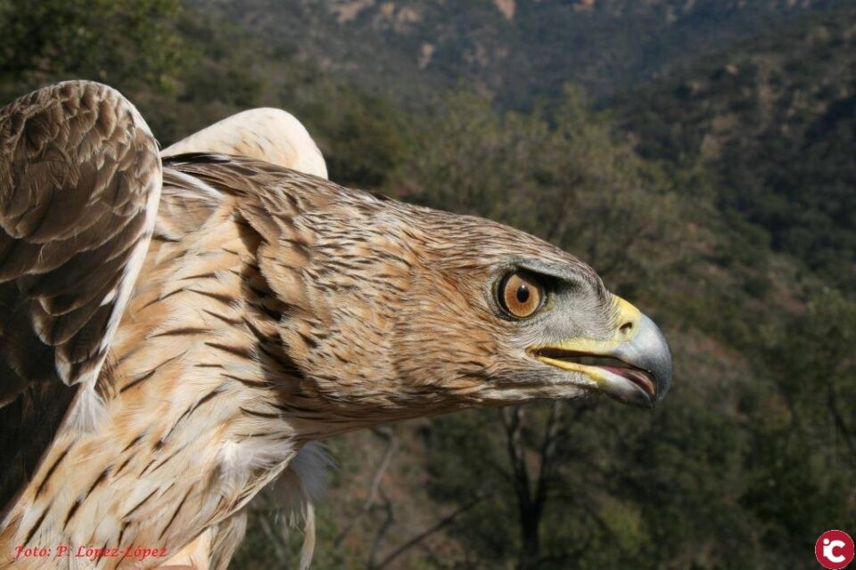 Un estudi sobre àguiles cuabarrades insta a reduir conflictes entre éssers humans i fauna salvatge