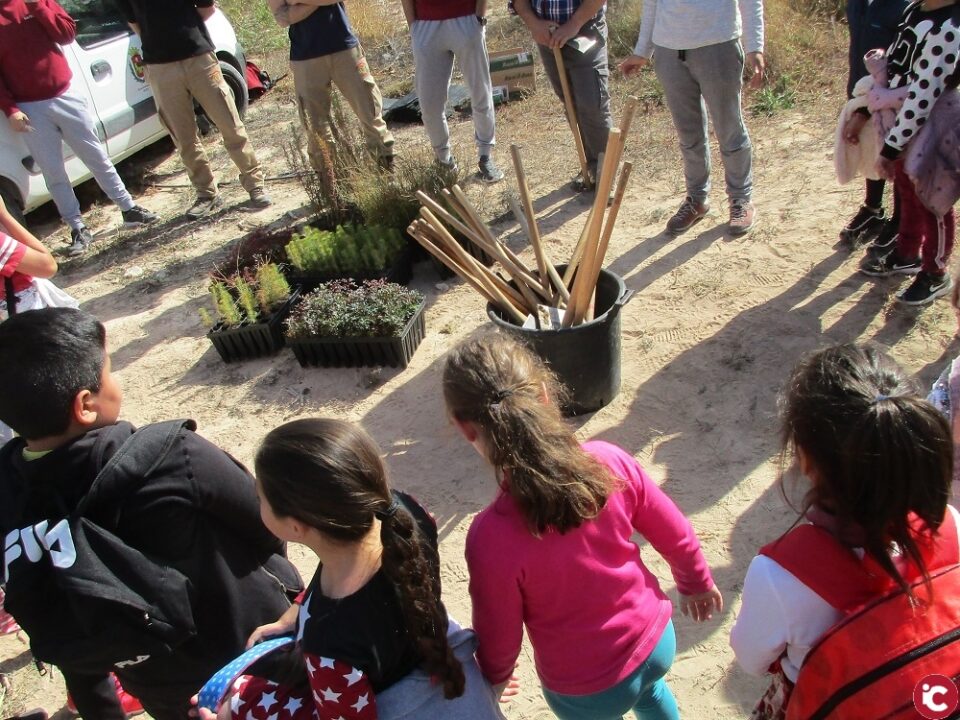Cerca de 500 alumnos de Elda ayudan a reforestar la antigua escombrera de Bolón