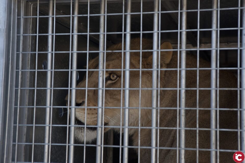 Dos leones de circo terminarán apaciblemente sus días en la isla de Wight