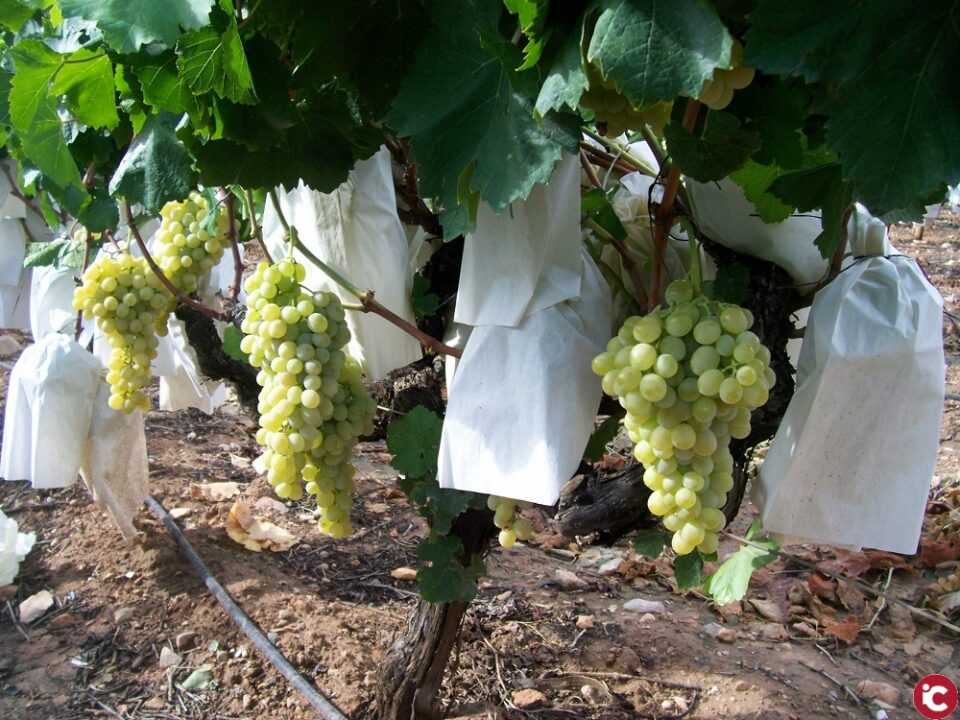 LA UNIÓ de Llauradors considera inassumible que es duplique el cost de l'assegurança de raïm de taula i estudia mobilitzacions si es confirma