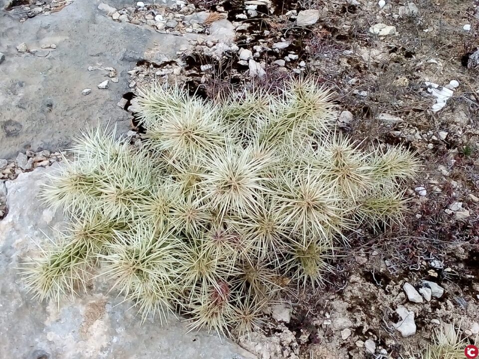 El cactus invasor Cylindropuntia