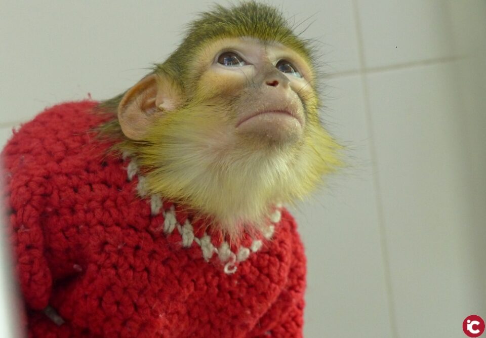 Otro primate protegido que acaba como mono de feria