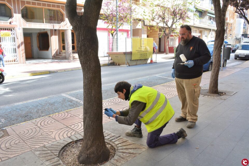 El Ayuntamiento de Elda inicia un nuevo tratamiento biológico para combatir la plaga que afecta al árbol del amor