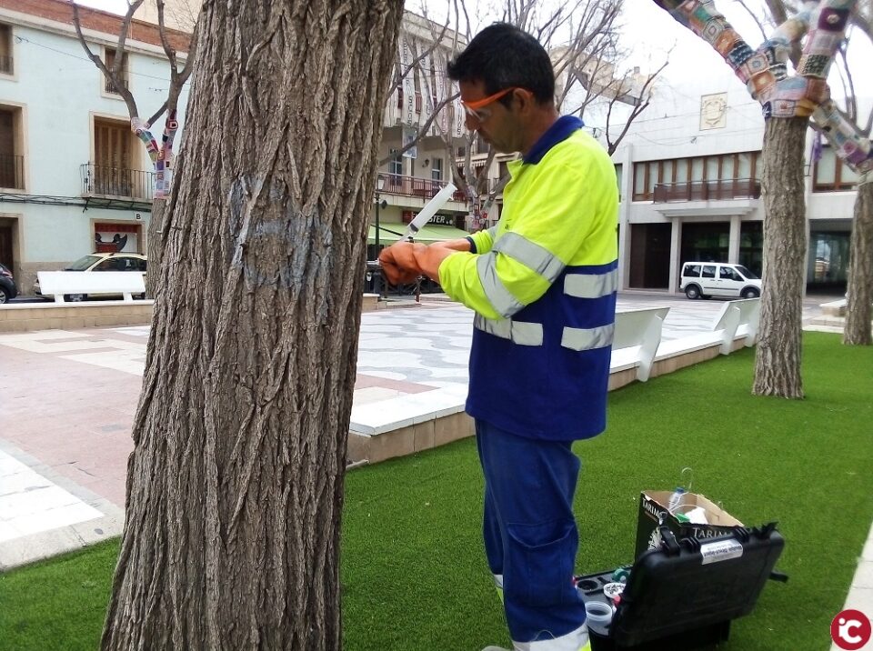 Petrer actúa contra la galeruca de los olmos