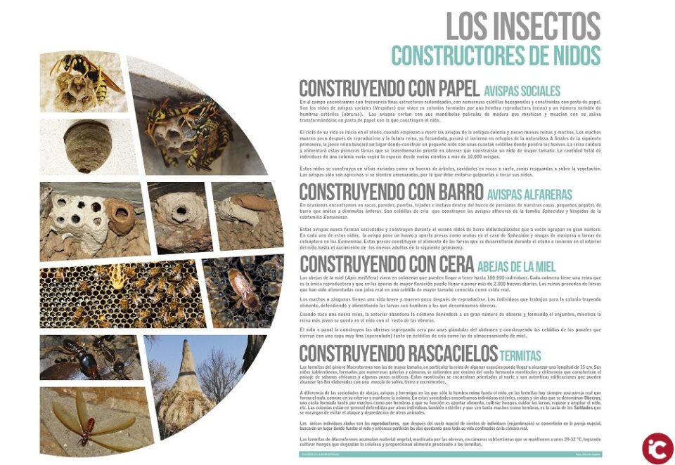 El Museu de la Biodiversitat de la Universitat d'Alacant i l'Ajuntament d'Ibi inauguren l'exposició 'Els insectes mouen el món'