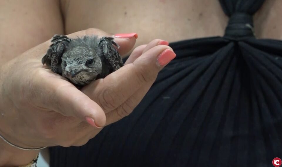 Consejos para ayudar a las aves afectadas por las altas temperaturas