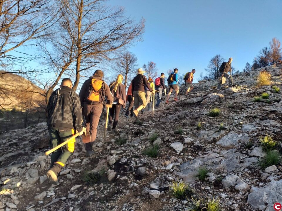 La Plataforma ReplanaRest denuncia la tala indiscriminada