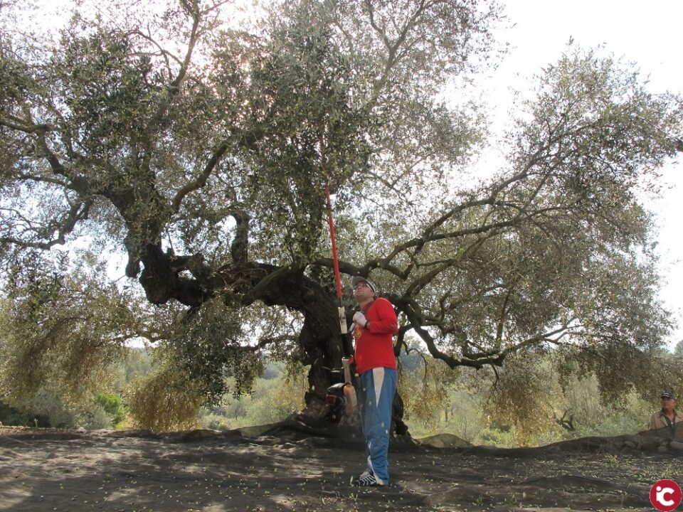 LA UNIÓ denuncia l'enfonsament dels preus de l'oli que ja són un 37% més baixos que la mitjana de les últimes quatre campanyes