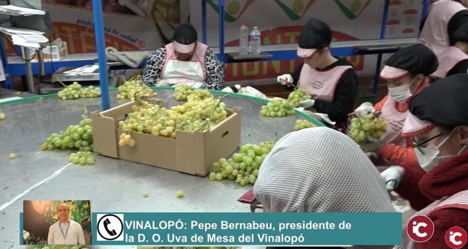 Els alcaldes dels municipis amb Denominació d'Origen Protegit Raïm de Taula del Vinalopó es reunixen per a reivindicar les necessitats del sector