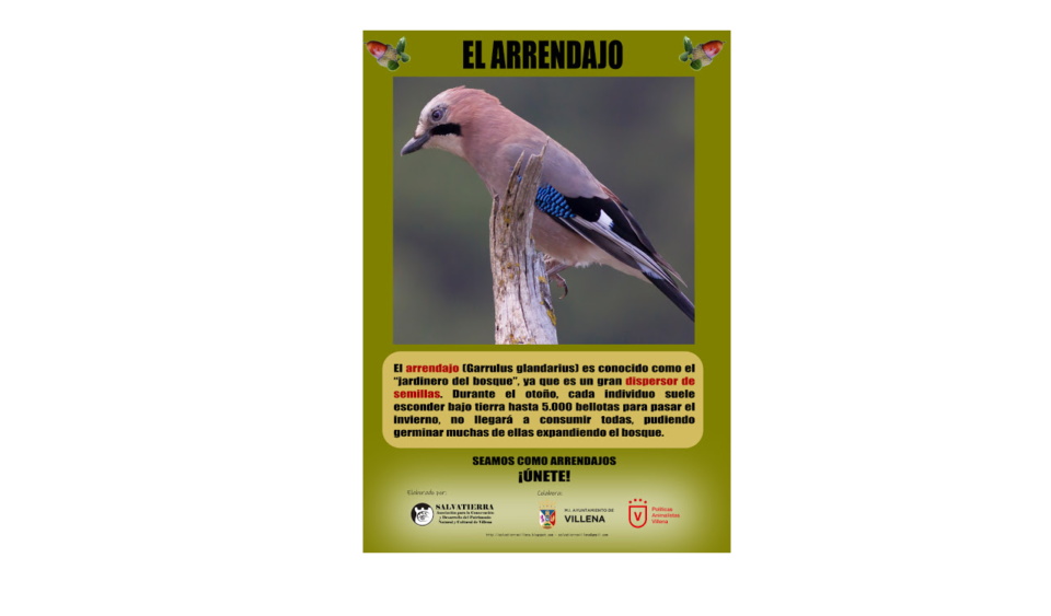 La Asociación Salvatierra pondrá en marcha la "Operación Arrendajo"