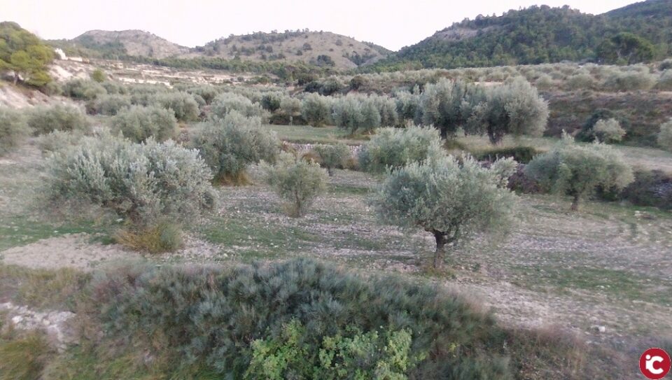 Petrer quiere transformar su olivar al modelo agroecológico
