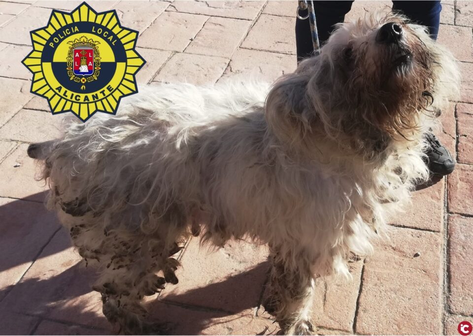 La Unidad Canina de la Policía Local de Alicante libera y rescata a 36 perros hacinados en una vivienda de cincuenta metros