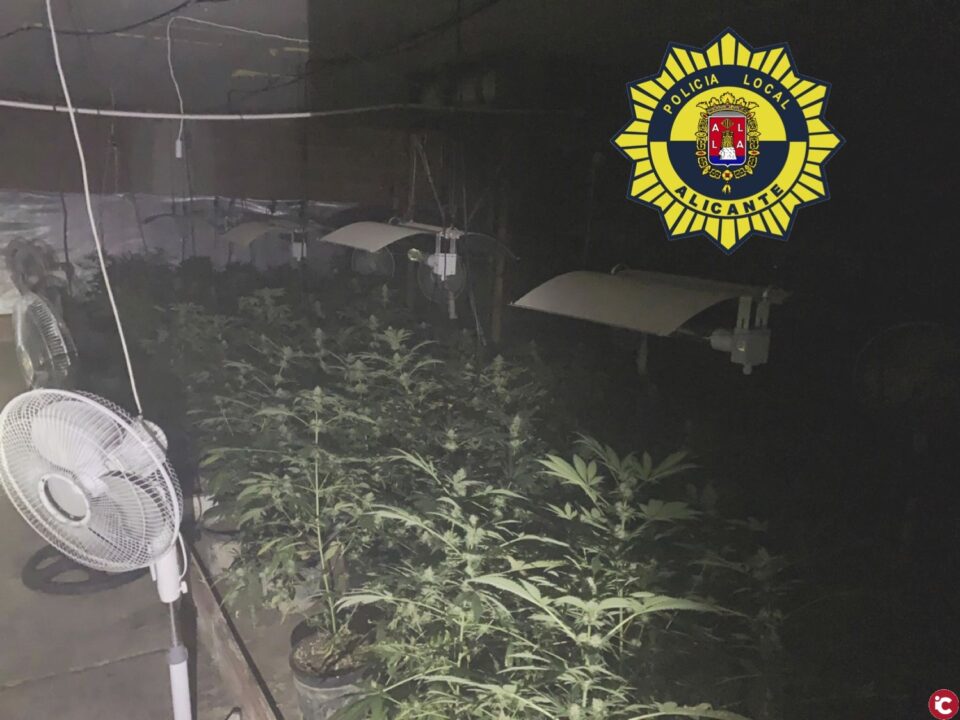 Policía Local de Alicante y bomberos del SPEIS descubren una plantación de marihuana al acudir a sofocar un incendió en una nave con cerca de un millar de plantas en su interior