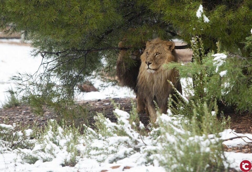Los primates y felinos de AAP Primadomus han amanecido con 8 cm de nieve