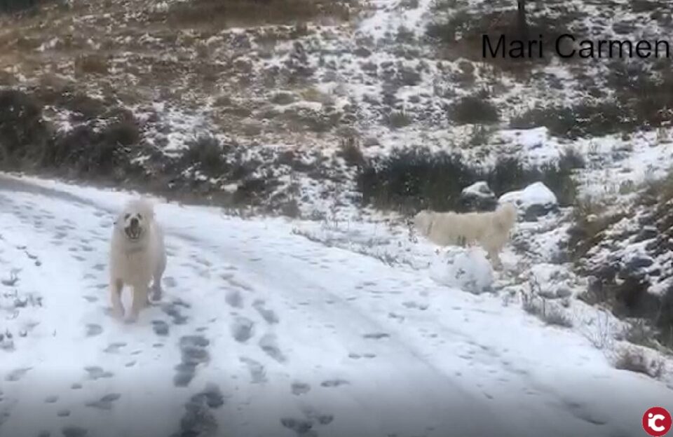 La borrasca Filomena deja estampas inauditas en la provincia de Alicante