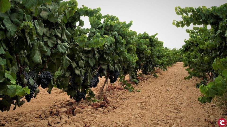 La añada 2019 de la DOP Alicante es Muy Buena