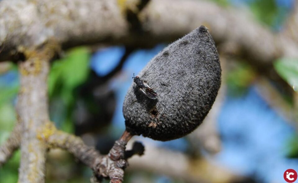LA UNIÓ destaca que més de la meitat dels ametlers de la Comunitat Valenciana ja estan afectats per la plaga de la vespeta