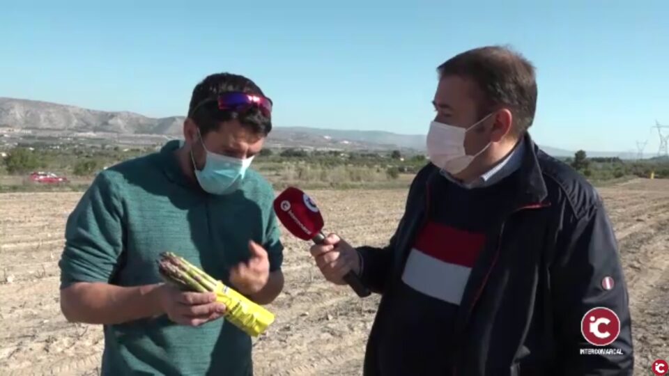 Chef de toda la geografía española se interesan por los espárragos de Villena
