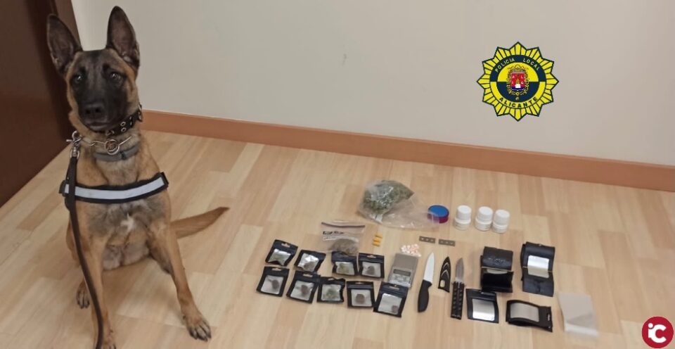 La Unidad Canina de la Policía Local de Alicante detiene en la estación de autobuses a un presunto traficante que transportaba marihuana oculta y distribuida en 11 bolsas en su maleta con destino Barcelona