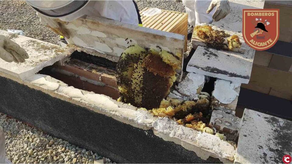 Los bomberos del SPEIS retiran una colmena y cuatro enjambres y rescatan más de 90.000 abejas en el IES Gran Vía en Alicante