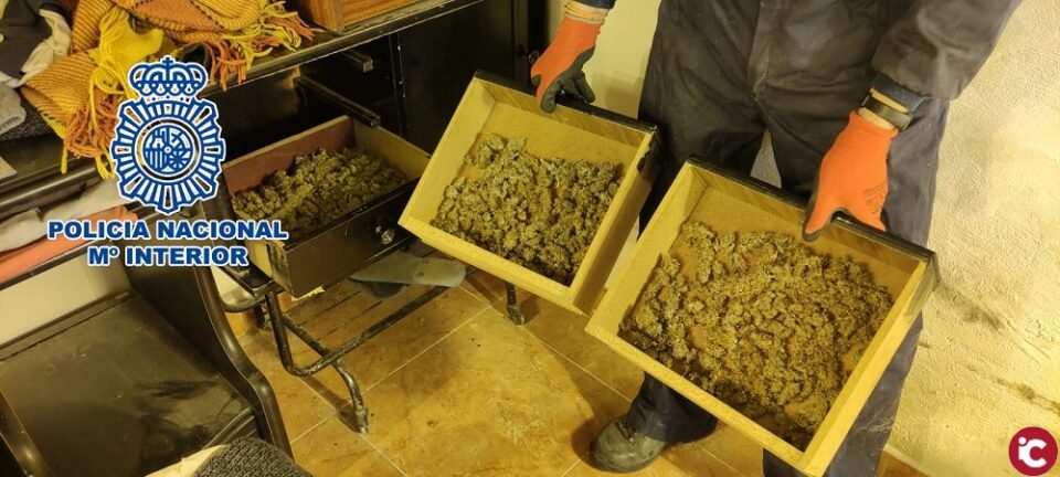 Detenido por tener más de 160 plantas de marihuana en el salón de su casa