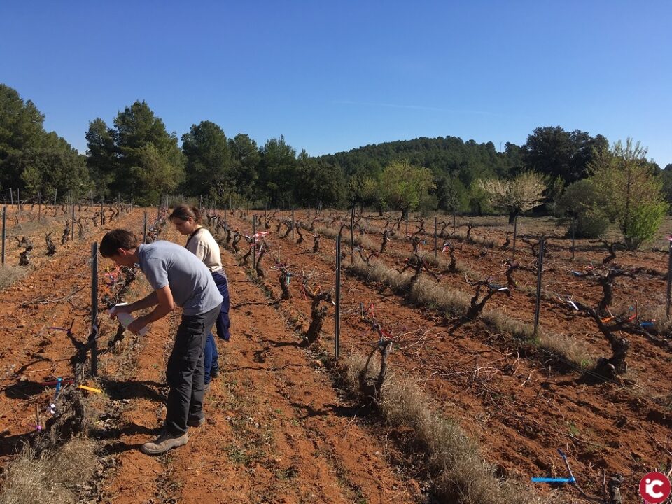 Els resultats del projecte AQUA VID per a combatre les malalties fúngiques de la vinya són molt prometedors i demostren la utilitat de la tecnologia emprada